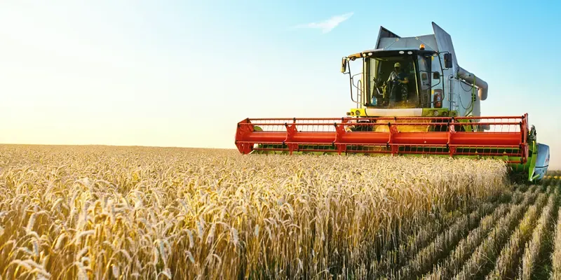 Harvesting wheat